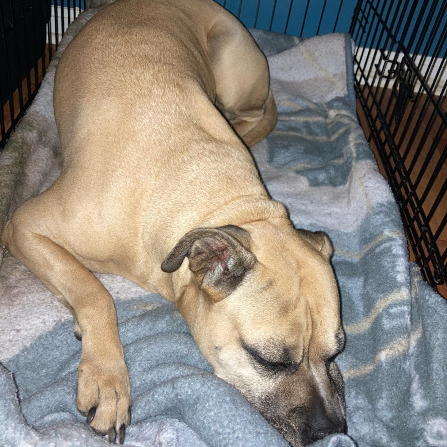 Dog Boarding Dog Kennel Dog Hotel Marion Indiana 46953